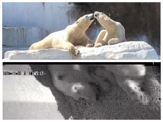 У новосибирских белых медведей в Японии родились внуки