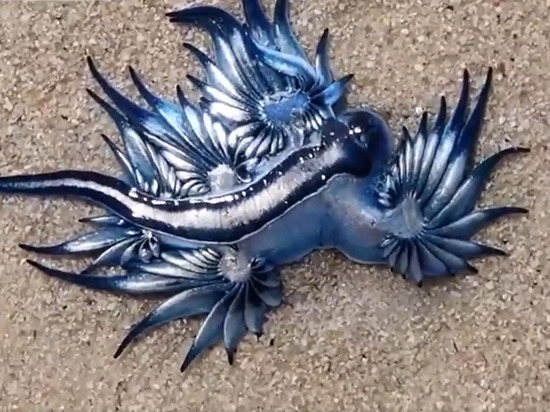 Голубого дракона нашли в Африке