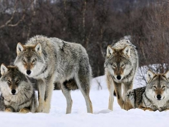 В Якутии будет усилен контроль над численностью волков