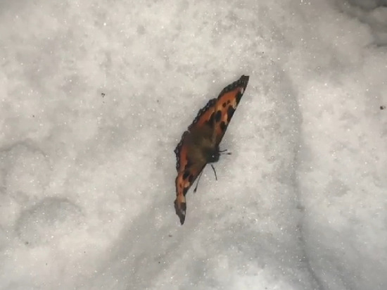 Летняя бабочка пережила холода и удивила своей стойкостью жителей столицы Кузбасса