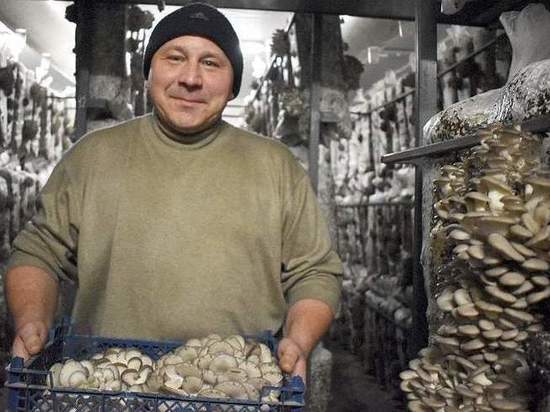 Рязанской предприятие выращивает до 15 тонн грибов в месяц