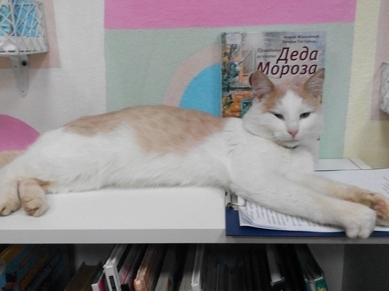 На место знаменитого кота Степана в библиотеке в Тверской области пришел новый "сотрудник"