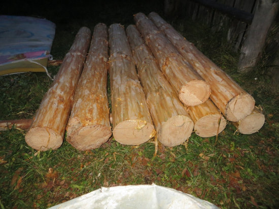 Во Владимирской области двое мужчин незаконно спилили деревья на более чем 77 тысяч рублей