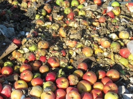 В Дагестане уничтожили свыше 3 тонн яблок из Польши