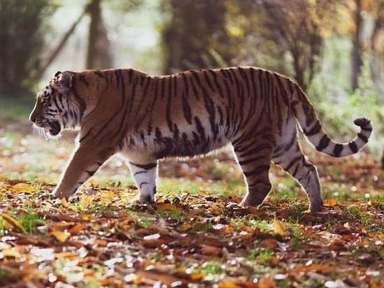 Тигры загрызли домашних животных в двух сёлах Хабаровского края