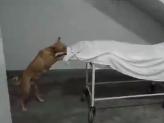 Бездомная собака обглодала труп девушки в больнице в Индии