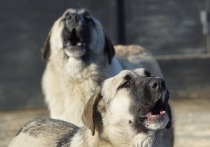 Больше десятка бродячих собак пугают жителей мкр 1 в районе домов 23, 25 и 19 на Острове в Чите