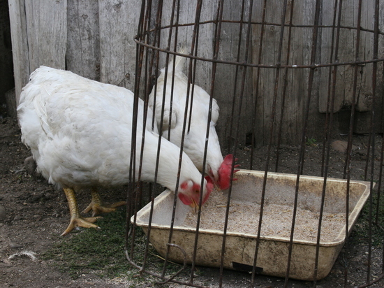 Глава минсельхоза Башкирии рекомендует начать забой птицы в личных хозяйствах