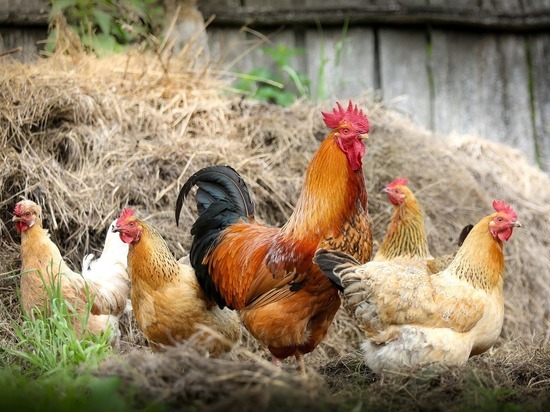  Серийный похититель куриц был задержан в Кузбассе