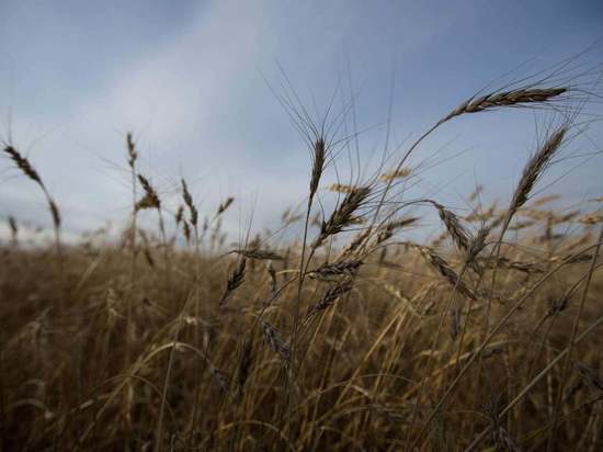 В Бурятии ученые запатентовали способ повышения урожайности зерна