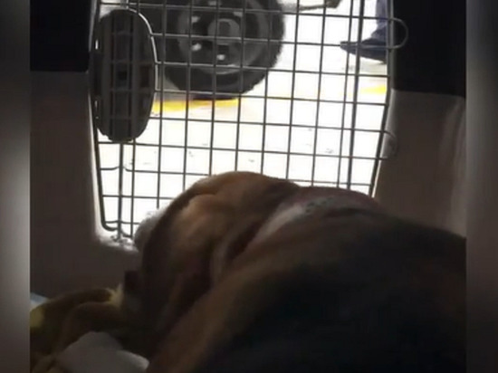 «Что рычим?»: камера сняла издевательства сотрудников аэропорта над собакой