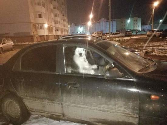 Ведь не лето: в Ярославле бойцовую собаку хозяева держат во дворе в салоне автомобиля