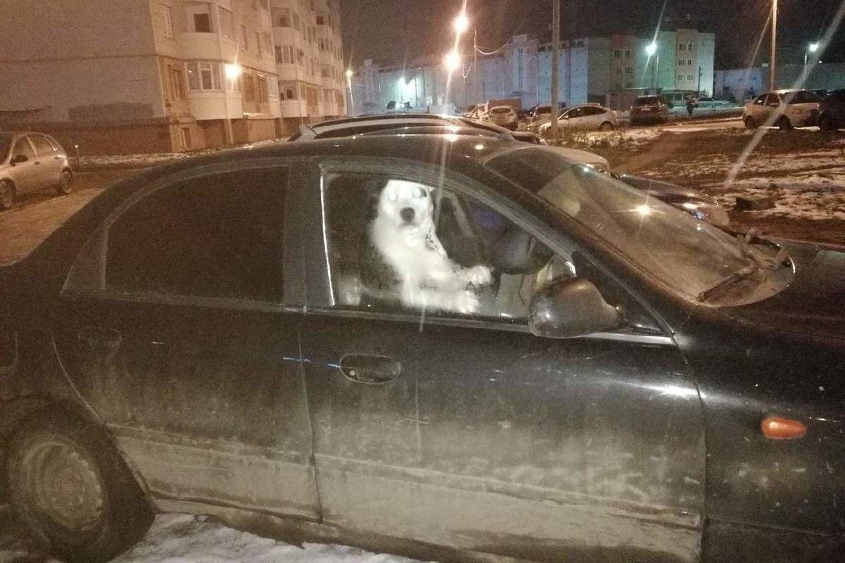 Собака запарковывает авто