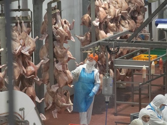 Более полумиллиона тонн мяса произведено в Тамбовской области за 10 месяцев