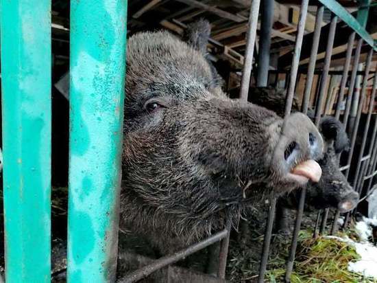 В Смоленской области дикая кабаниха водит дружбу с домашней свиньей