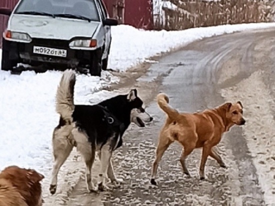 В Тверской области три собаки погибли от удара током