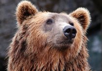 Медведь-шатун, который объявился на территории городского округа Мытищи, до сих пор не пойман