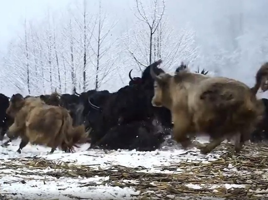 В Чечне увеличили популяцию яков до 160 особей