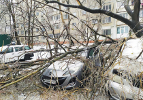 Глава Приморья Олег Кожемяко сказал, что на ликвидацию последствий циклона с ледяным дождём в регионе уйдет не меньше года