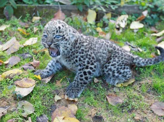 В Сочинском нацпарке вакцинировали котят леопарда и рассказали об их характерах