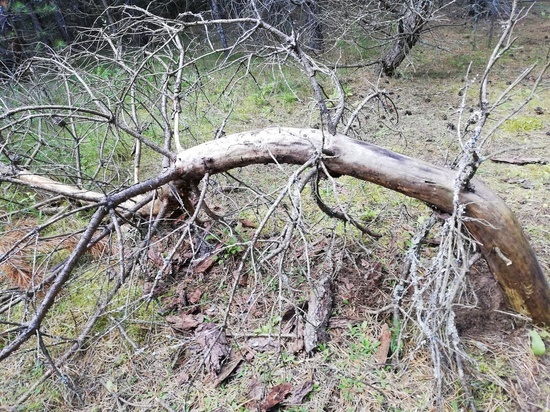 Небольшой минус и гололедица: погода на Смоленщине остается стабильной