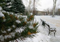 В госкомитете по экологической политике и природным ресурсам при Главе ДНР рассказали, что операция «Новогодняя елочка» стартовала с целью не допустить незаконную вырубку хвойных деревьев, которые оказываются под угрозой в канун Нового года