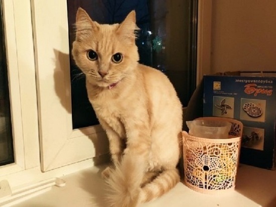 Кошка Снежка, пропавшая год назад в Серпухове, вернулась домой
