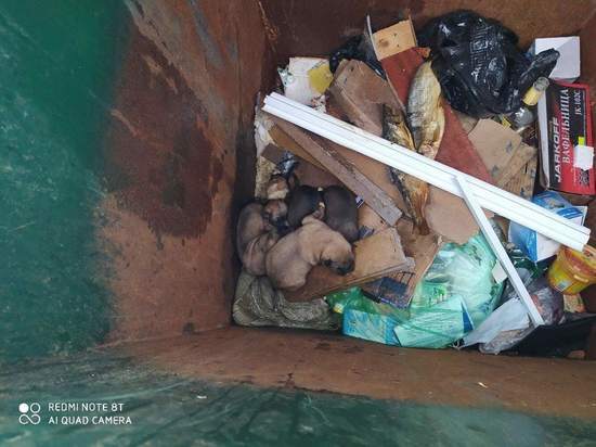 В ямальском селе неизвестные выбросили щенков в мусорный бак