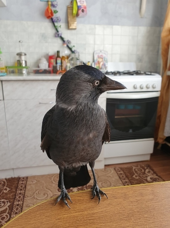 В Челябинске из дома улетела ручная ворона