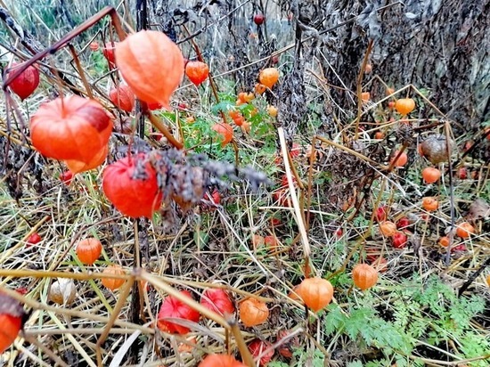 Какой погоды ждать смолянам в пятницу, 4 декабря