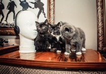 Год назад в хабаровском Музее археологии поселился кот Архип