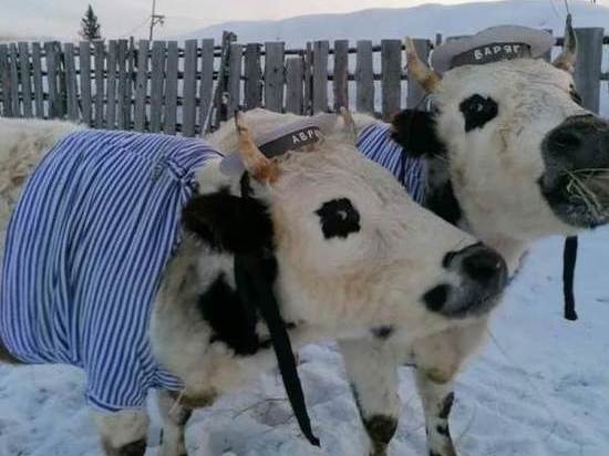 В Якутии прошел конкурс красоты среди крупного рогатого скота