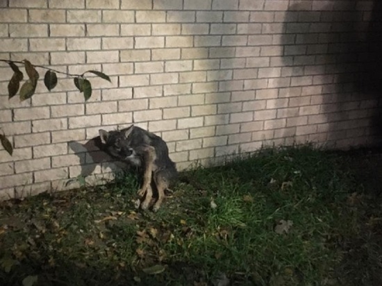 В Новороссийске из ливневки достали травмированную собаку