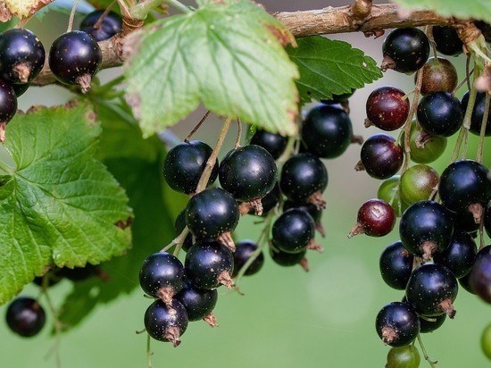 Названа ягода, нормализующая уровень сахара в крови