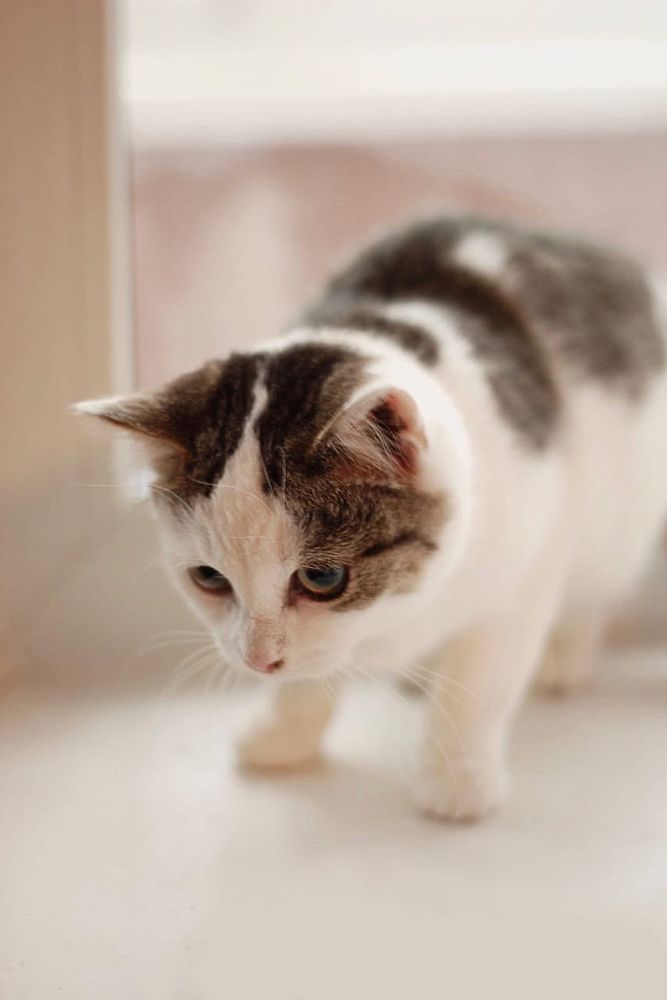 Пушистые друзья: милые фото котят, которые мечтают обрести дом