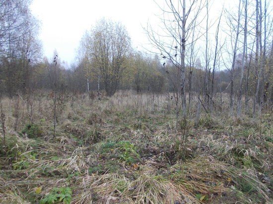 Вопрос о зарастании больше 170 гектаров сельскохозяйственных земель в Тверской области решит суд