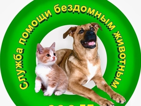 В Иванове о помощи просит приют для бездомных животных