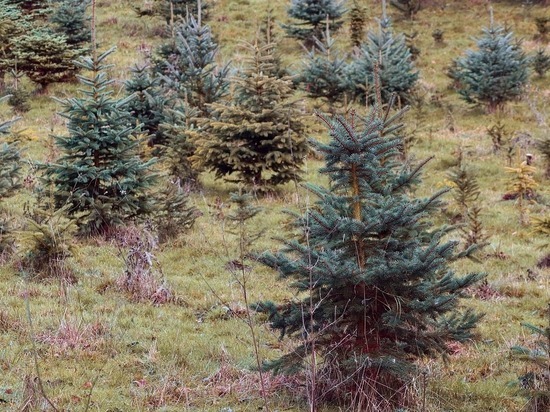 В Калужской области в 2020 году посадили 15 миллионов деревьев