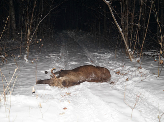 В Моршанском районе завершили следствие по факту незаконной  охоты на лося