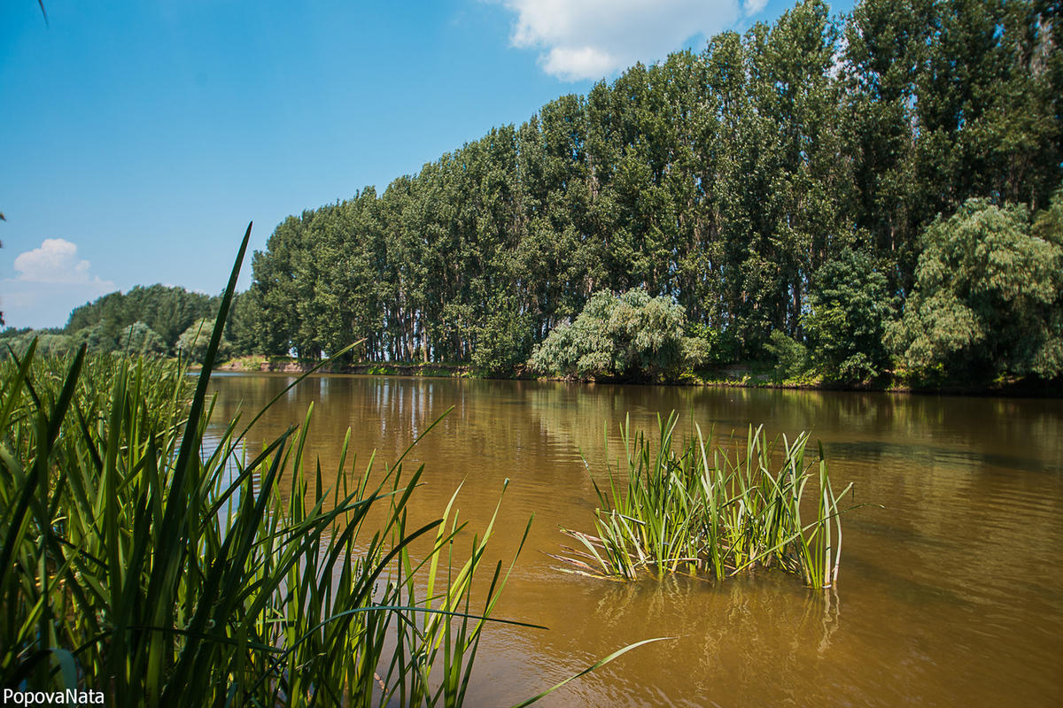 Старица астраханская область. Старица Астрахань. Село Старица Астраханская область Черноярский район. Астраханская область, Черноярский р-н, с. Старица. Старица Астраханская область природа.