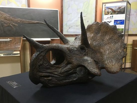 Палеонтологический музей из Кирова показывает динозавров в Глазове