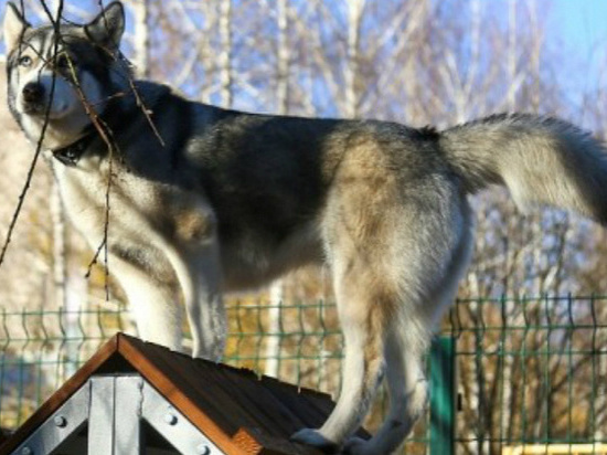 Площадки для выгула собак появились в Ижевске