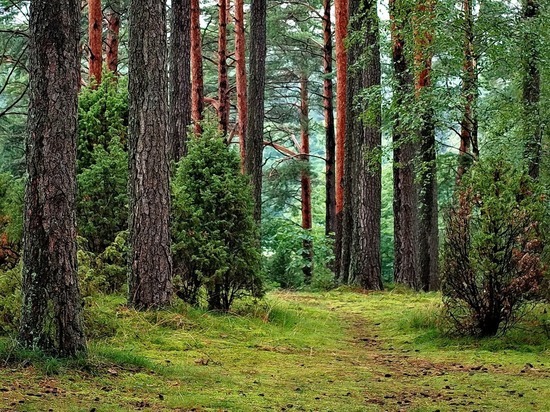 Карелы с финнами заведут в лес