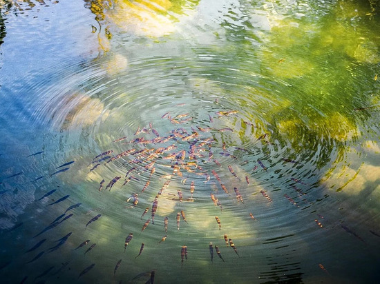 В водоемы ЛНР было запущено более 900 000 мальков