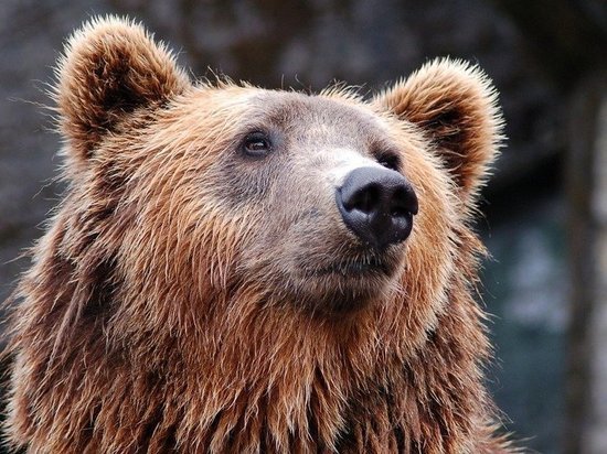 В Югре медведь устроил погром в вахтовом поселке