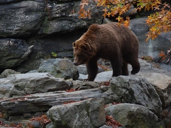 К охоте на медведя в Карелии начнут готовиться в январе