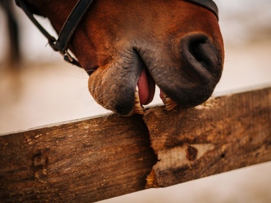 В центре Петербурга лошадь откусила нос назойливому прохожему