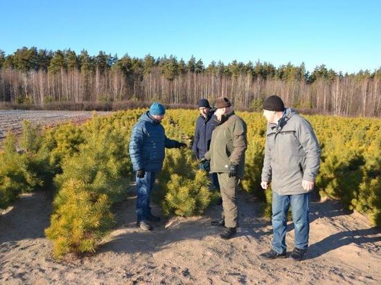 Лесоводы Тамбова перевыполнили план по выращиванию посадочного материала