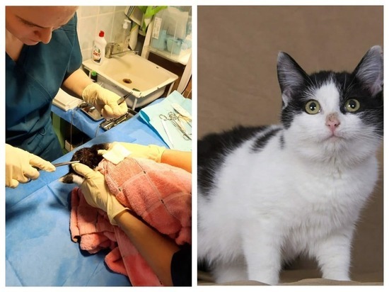 Новосибирские ветеринары спасли бездомного котенка с пулей в голове