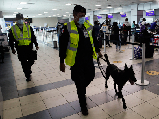 Аэропорты наняли собак вынюхивать коронавирус в подмышках пассажиров